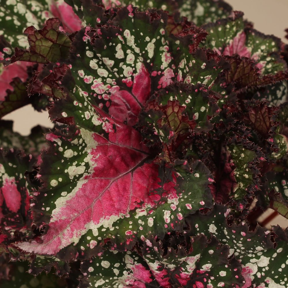 Blattbegonia Blush T13 H25