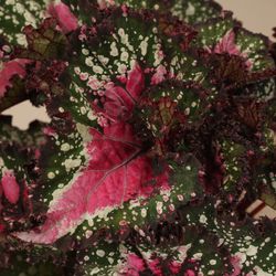 Blattbegonia Blush T13 H25
