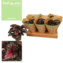 Blattbegonia Blush T13 H25