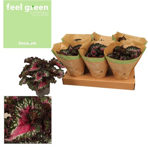 Blattbegonia Blush T13 H25