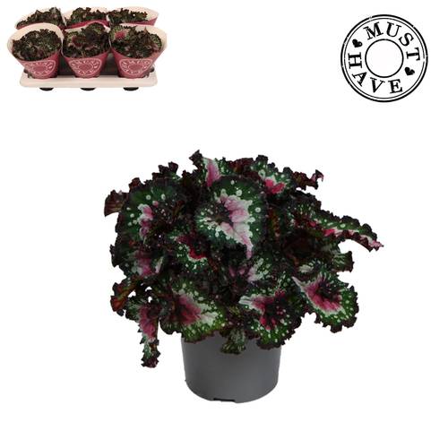 Begonie Rex Blush T13 H025