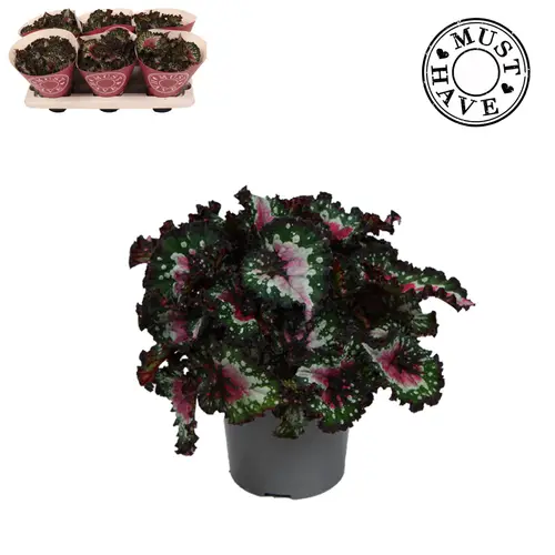 Begonie Rex Blush T13 H025