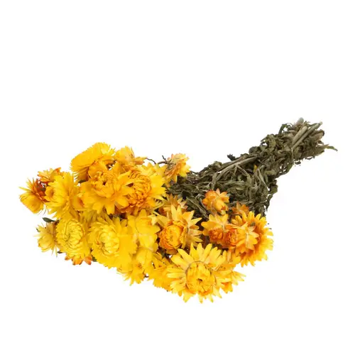 Trocken Helichrysum gelb L45cm 100g