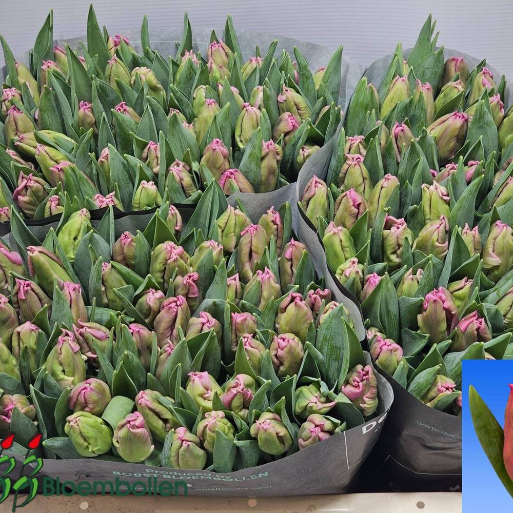 Tulpe pink Marvel Parrot 28 Gramm