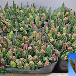 Tulpe pink Marvel Parrot 28 Gramm