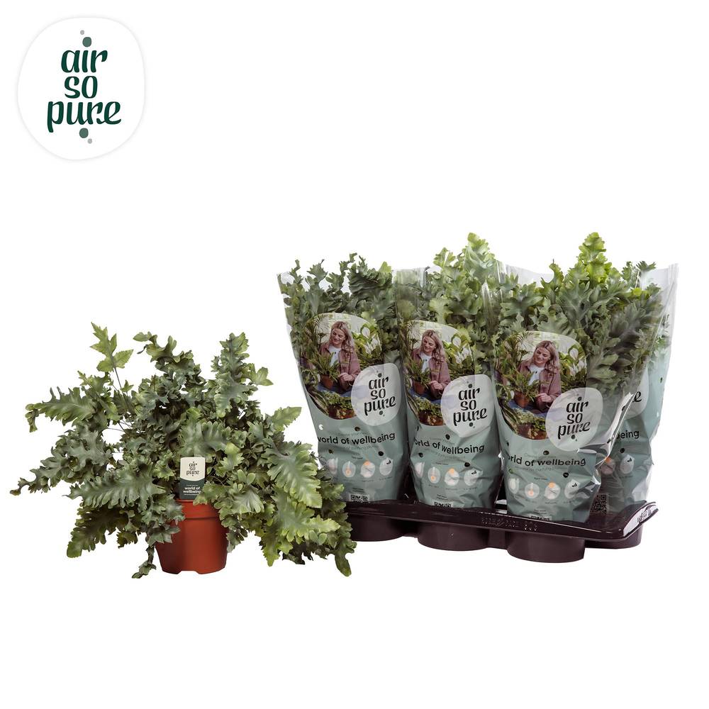 Phlebodium Davana T17 H45