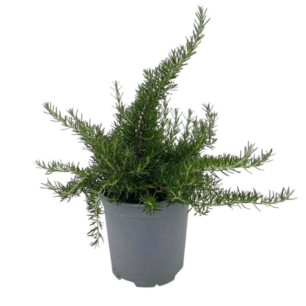 Rosmarin Prostratus T18 H35