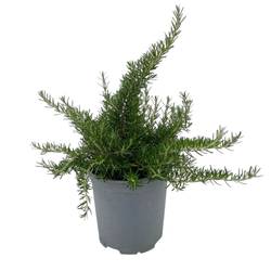 Rosmarin Prostratus T18 H35