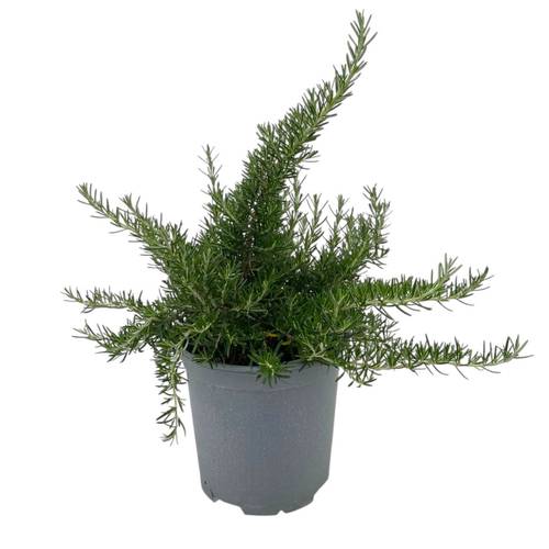 Rosmarin Prostratus T18 H35