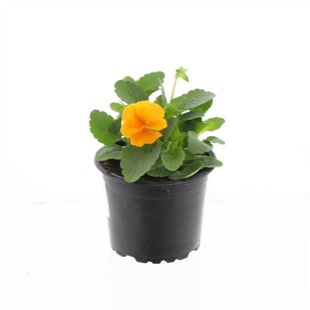 Hornveil.orange T9 H15