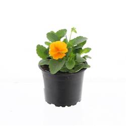 Hornveil.orange T9 H15