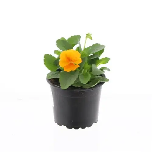 Hornveil.orange T9 H15