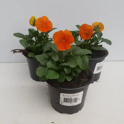 Hornveilchen orange T09 H015
