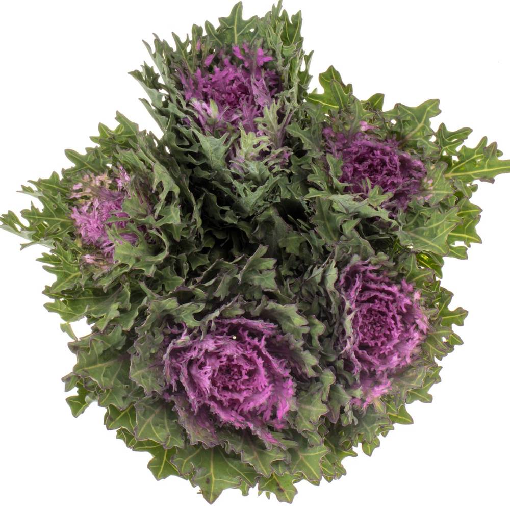 Zierkohl grün/lila Crane Queen 70cm