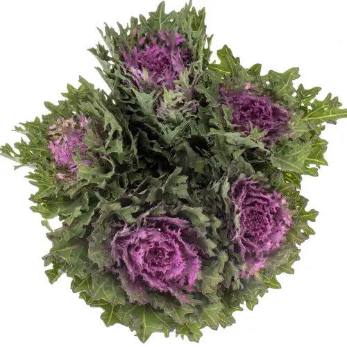 Zierkohl grün/lila Crane Queen 70cm