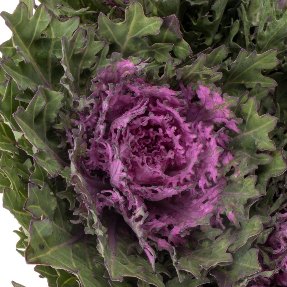 Zierkohl grün/lila Crane Queen 70cm