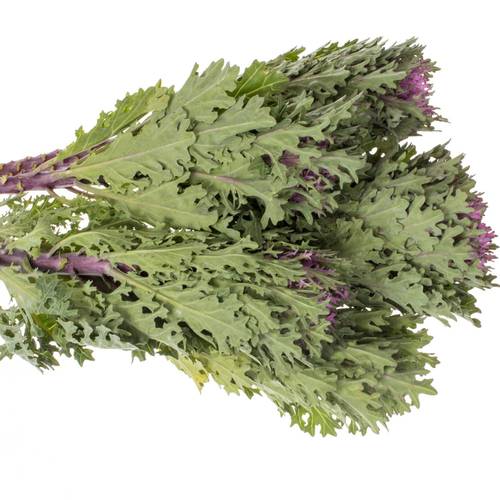 Zierkohl grün/lila Crane Queen 70cm