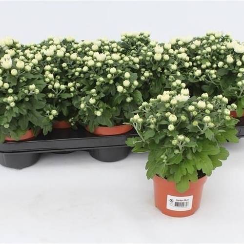 Chrys.Gardenmums weiss T10,5 H017