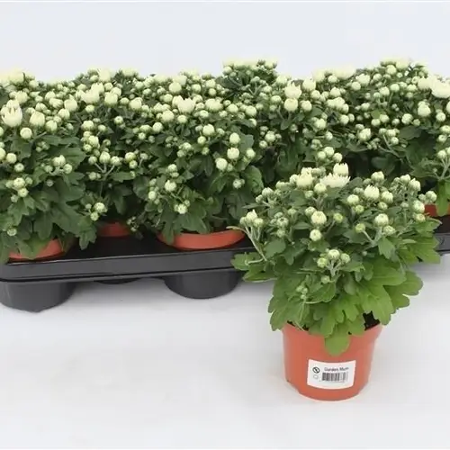 Chrys.Gardenmums weiss T10,5 H017