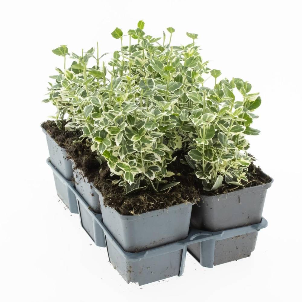 Euonymus Fort. Emerald Gaiety T09 H015