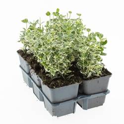 Euonymus Fort. Emerald Gaiety T09 H015