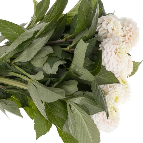 Dahlia weiss Caro 65cm