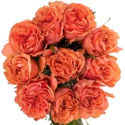 Rose orange/lachs Blushing Reeva 60cm