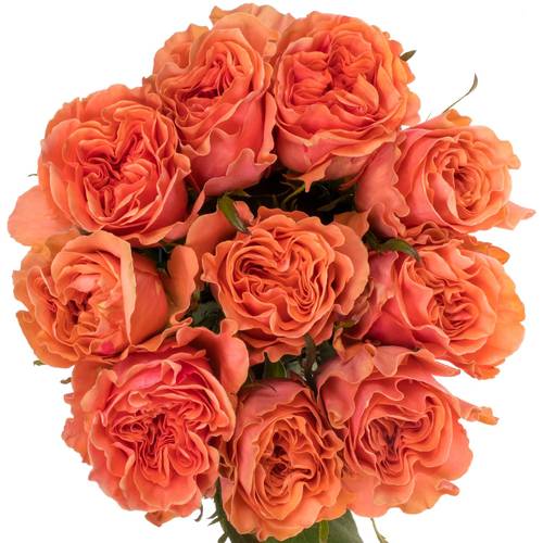 Rose orange/lachs Blushing Reeva 60cm