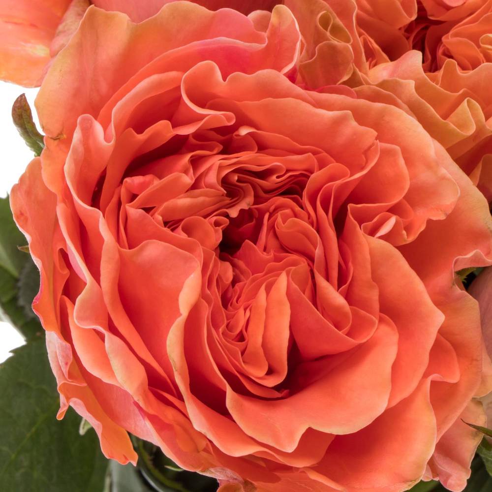 Rose orange/lachs Blushing Reeva 60cm