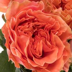Rose orange/lachs Blushing Reeva 60cm