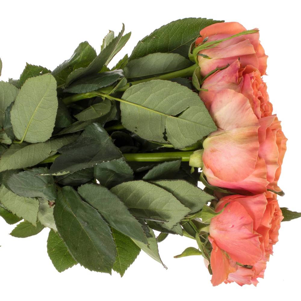 Rose orange/lachs Blushing Reeva 60cm