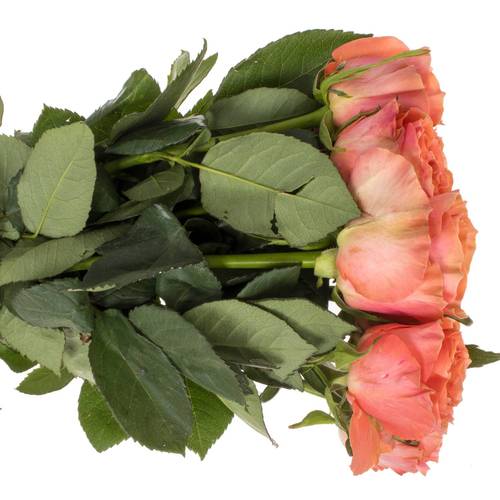 Rose orange/lachs Blushing Reeva 60cm