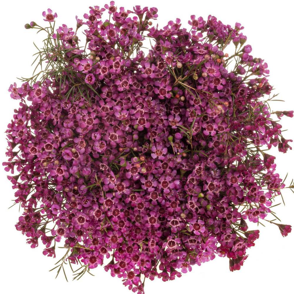 Wachsflower rosa Jupiter 45 Gramm 60cm