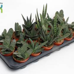 Gasteria mix T08,5 H015