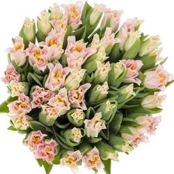 Tulpe rosa Crown Dynasty 36 Gramm