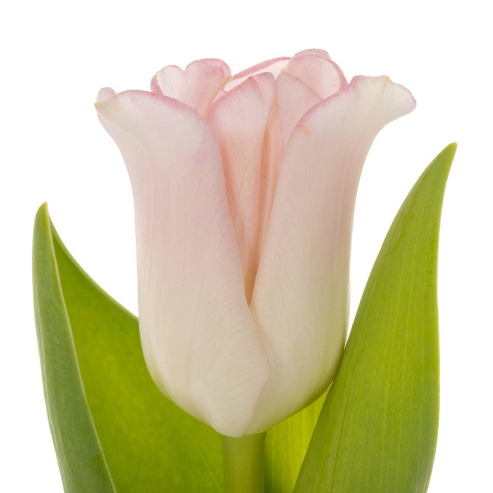 Tulpe rosa Crown Dynasty 36 Gramm