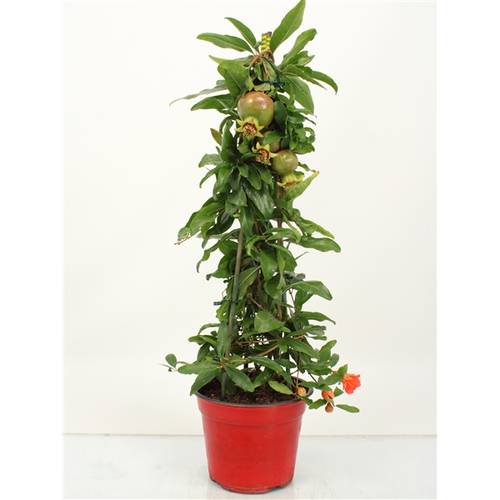 Punica Pyramide T14 H50
