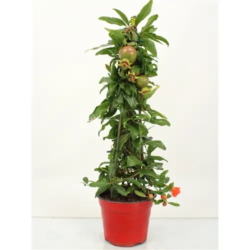 Punica Pyramide T14 H50