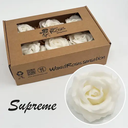 Seiden Wachs Rose Supreme weiss