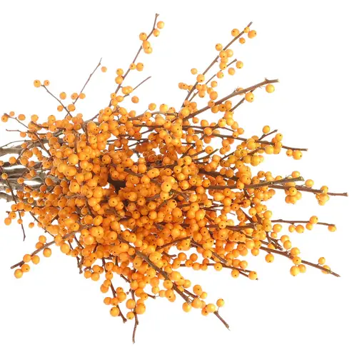 Ilex orange Cresgold 70m