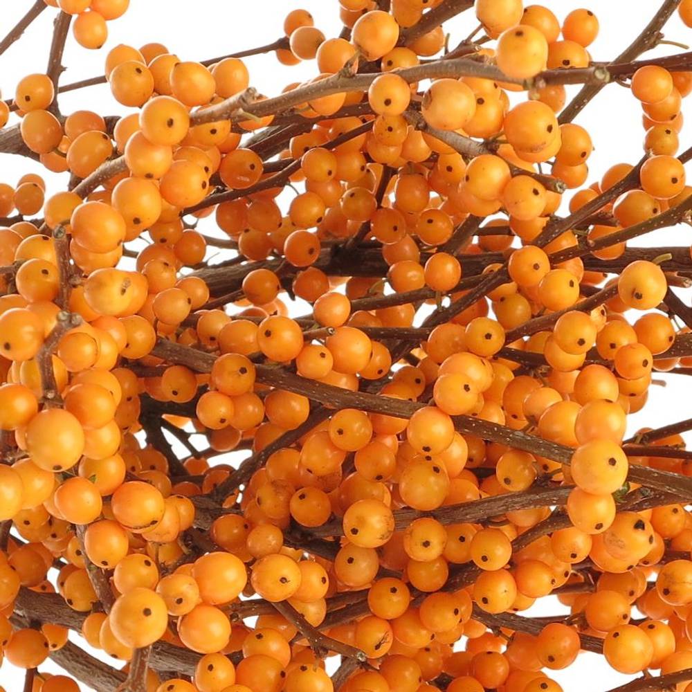 Ilex orange Cresgold 70m