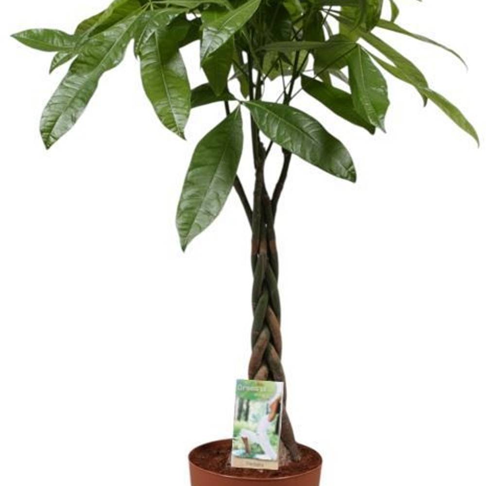 Pachira Aquatica auf Stamm T21 H110