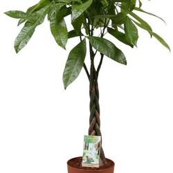 Pachira Aquatica auf Stamm T21 H110