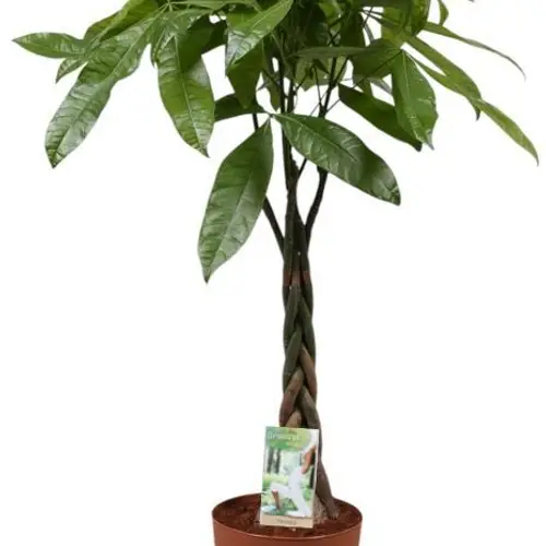 Pachira Aquatica auf Stamm T21 H110
