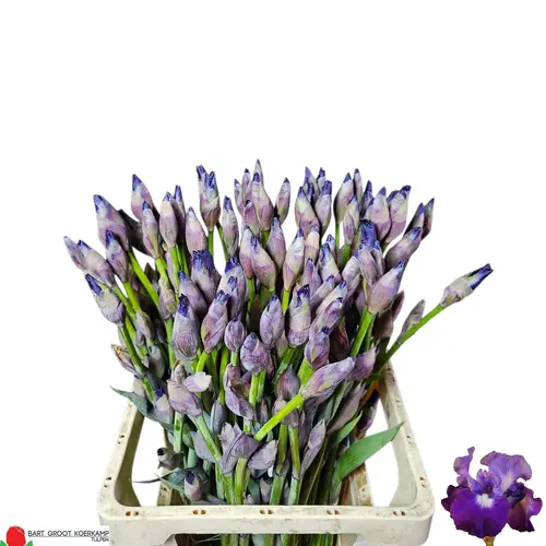 Iris lila Cup Race Divine 65 cm