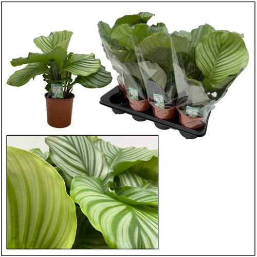 Calathea Orbifolia T14 H40