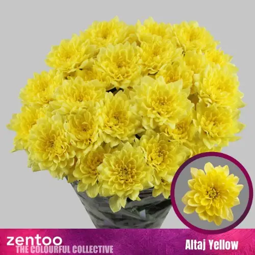 Chrys.Tros gelb Altaj 110 Gramm 70cm