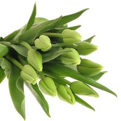 Franz.weiss/creme Proud 50 Gramm 65cm