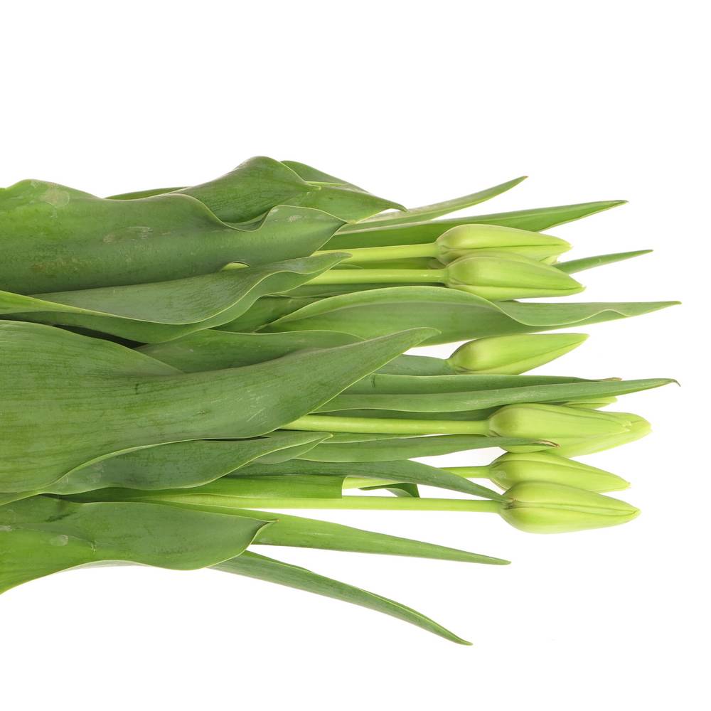 Franz.weiss/creme Proud 50 Gramm 65cm