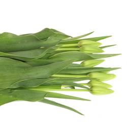 Franz.weiss/creme Proud 50 Gramm 65cm